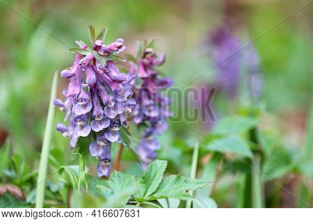 First Spring Flowers In A Forest. Fumewort, Corydalis Solida Blooming In April