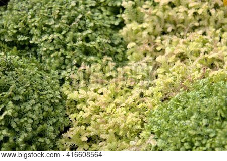 Different Kinds Of Spikemoss In The Garden