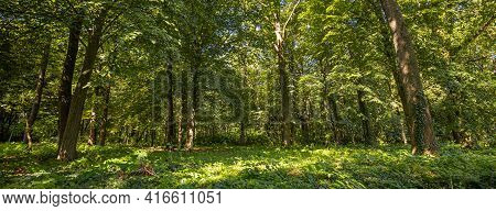 Idyllic Forest In The Springtime, Soft Sunlight. Panoramic Nature Forest, Sun Rays Panorama Of Ecolo