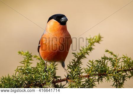 Erect Eurasian Bullfinch, Pyrrhula Pyrrhula, Perched On The Common Juniper