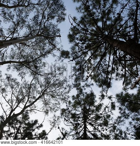 Eucaliptus And Pine Trees Seen From Down To Tree Top With The Blue Sky In The Background. Rodiles Re