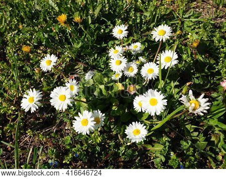 Bellis Perennis. Daisy Blooms In Spring On The Lawn. Beautiful White Flowers On The Field. Daisies A