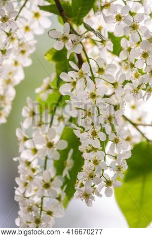 White Flowers Blooming Bird Cherry. Bird Cherry Tree In Blossom. Close-up Of A Flowering Prunus Padu