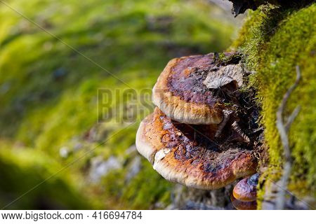 Red Banded Polypore Growing On A Tree Covered By Green Moss In The Forest. A Parasitic Fungus Growin