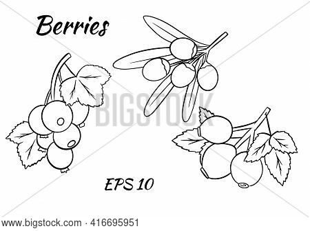 Set Of Colorful Berries. Twigs Of Red Currant, Stinging, Rose Hips. Illustrations For Design And Dec