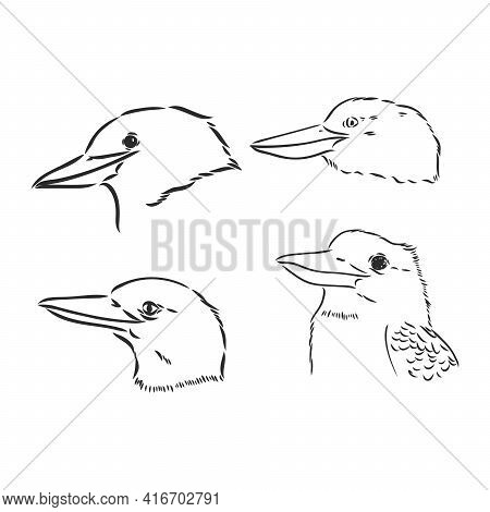 Black Outlined Kookaburra Bird-vector Drawing, Kookaburra Vector Sketch Illustration On White Backgr