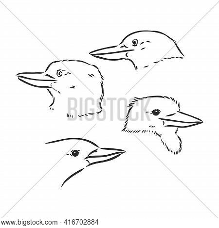 Black Outlined Kookaburra Bird-vector Drawing, Kookaburra Vector Sketch Illustration On White Backgr