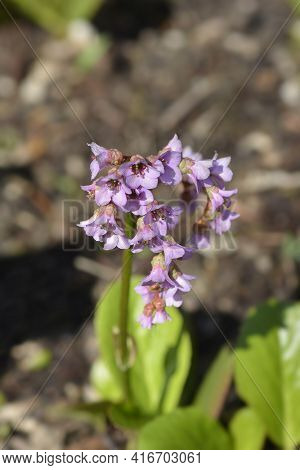 Elephants Ears Flowers - Latin Name - Bergenia Crassifolia