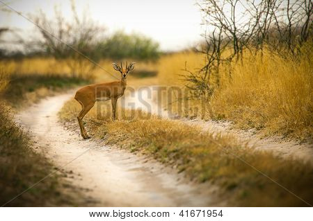 Steenbok Antelope