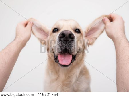 The Guy Is Having Fun, Playing With The Dog. Portrait Of A Funny Dog With Raised Ears On A White Bac