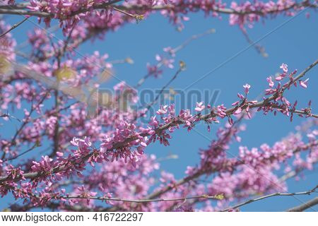 Cercis Canadensis Or The Eastern Redbud Blooming Tree On Blue Sky Background. Redbuds Pink Flowers I
