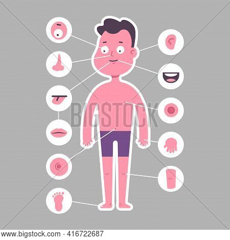 Part Of Body: Nose, Leg, Eye, Ear, Arm, Mouth, Foot, Tongue, Navel, Lips, Knee. Boy In Underwear Vec