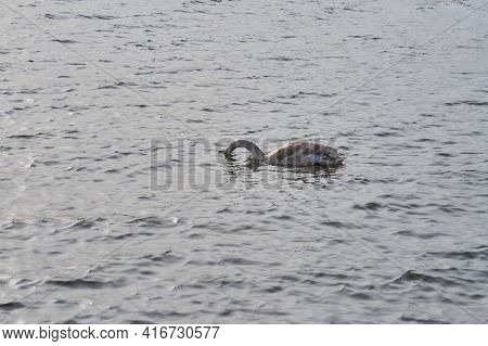 A Lone Swan Swims By Baltic Sea.