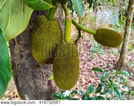 Jackfruit In The Garden Three Green Leaves