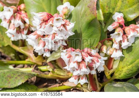 Flowers Of Bergenia Crassifolia (heartleaf Bergenia) In Spring Time.