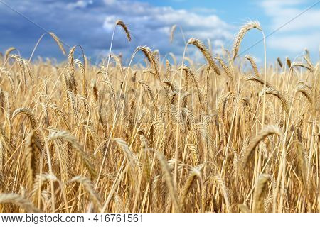 Scenic Dramatic Landscape Of Ripe Golden Organic Wheat Stalk Field Against Dark Stormy Rainy Overcas