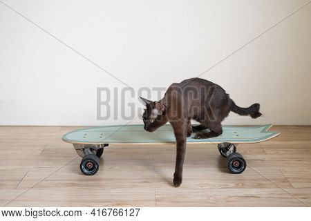 Brown Kitty Cat On Surf Skateboard Funny Expression With Sport Exercise Concept Healthy Lifestyle