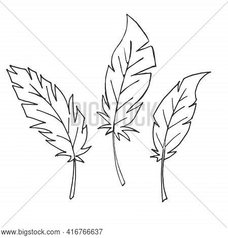Set Of Feathers. Isolated Feathers On A White Background. Outline Illustration. Vector.
