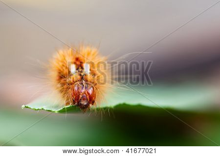 Grass Knot (acronicta Rumicis)