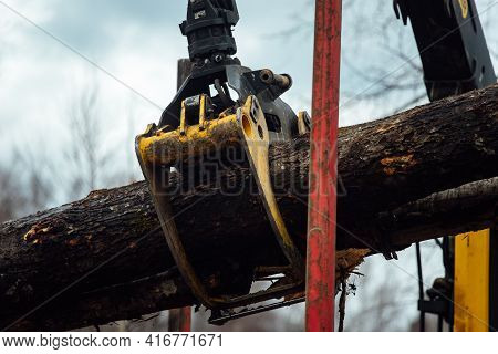 Front Loader For Loading Timber. An Industrial Tractor Transports Felled Wood. Wood Processing Plant