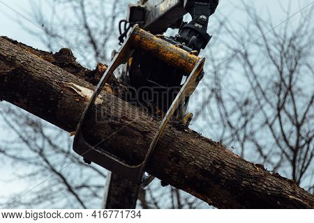Front Loader For Loading Timber. An Industrial Tractor Transports Felled Wood. Wood Processing Plant