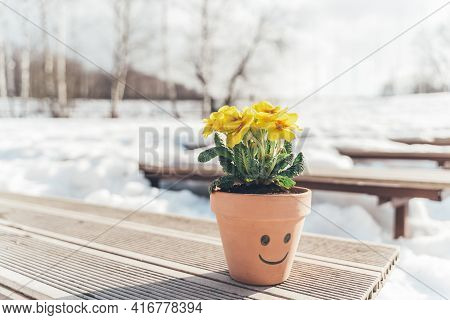 Home Flower,plant Yellow Primrose,primula In Ceramic Pot On Bench In Park.spring Is Coming.goodbye W