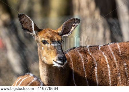 The Nyala, Tragelaphus Angasii Is A Spiral-horned Antelope Native To Southern Africa. It Is A Specie