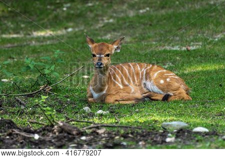 A Young Baby Nyala. Tragelaphus Angasii Is A Spiral-horned Antelope Native To Southern Africa. It Is