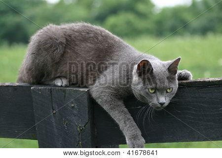 Allevamento gatto