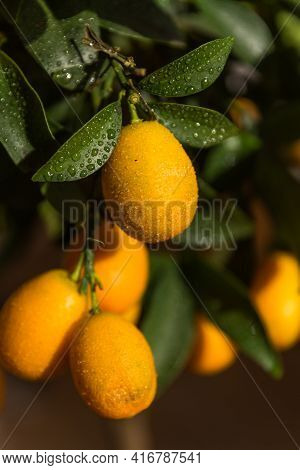 Fresh Fruit, Rich In Vitamins, Dwarf Oranges - Citrus Fruit Kumquats On Ornamental Trees
