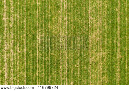 A Field Covered With Young, Green, Emerging Grain. The Grain Has Been Planted By Machine, Creating A