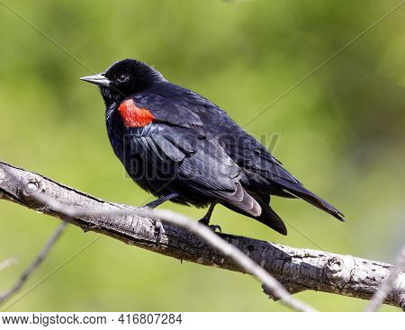 Red-winged Blackbird Adult Male Perched On A Tree Branch. Santa Clara County, California, Usa.