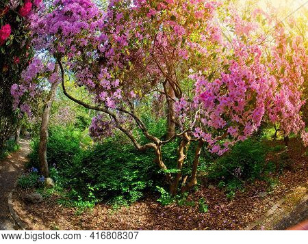 Rhododendrons In The Park