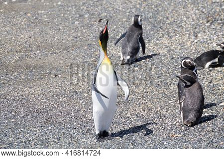 King Penguin On Martillo Island Beach, Ushuaia