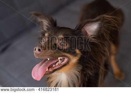 Funny Brown Russian Toy Terrier Loooking Upmouth Open