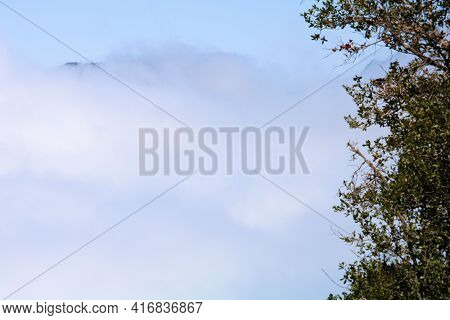 Pine Trees At An Alpine Conifer Forest Overlooking Coastal Marine Clouds And Fog Taken At The Rural 