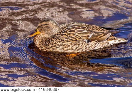 A Cute Mallard Swims Alone In The Spring River.
