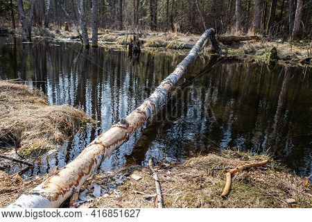 A Tree Trunk Gnawed By Beavers, Lying Across A Forest Stream. A Birch Tree With Gnawed Bark Felled B