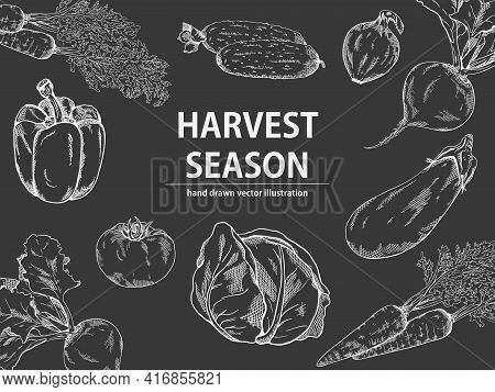 Vegetable Hand Drawn Vintage Frame Illustration. Harvest Season Poster With Hand Drawn Letteringon T