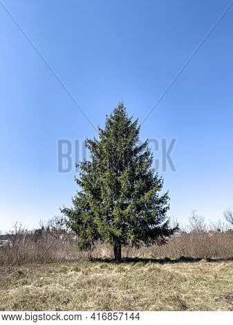 Fluffy Live Tree In An Open Area Against The Background Of The Sky.