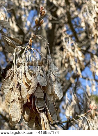 Dried Clusters Of Fruits Of Acer Negundo, The Boxelder, Boxelder Maple, Manitoba Maple, Or Ash-leave