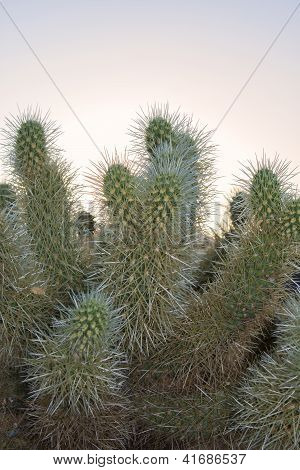 Cylindropuntia Bigelovii