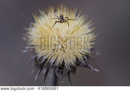 Spider On Dry Plant. Unusual Dried Wild Flower. Dry Plant In A Web On Nature. Dry Yellow Fluffy Fore
