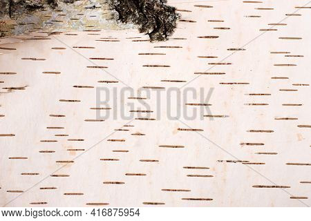 Birch Bark Inner Layer Texture. Natural Background. Light Birch Bark Pattern With Dark Stripes