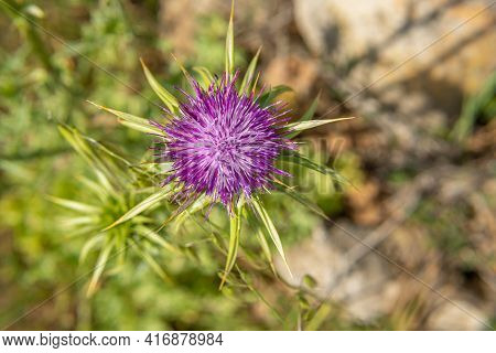 Close-up Of Borriqueros Thistles, Onopordum Illyricum, Flowers On A Spring Morning On The Mediterran