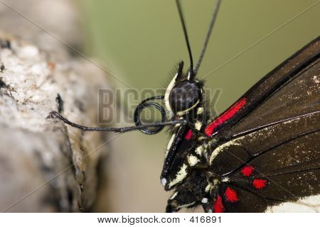 Makro kelebek