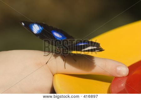 Butterfly On parmak