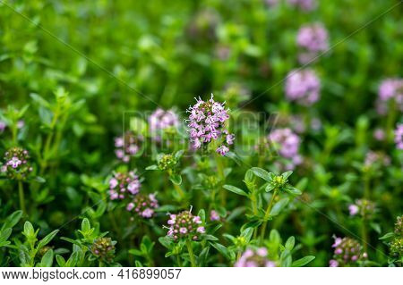 Botanical Collection, Purple Blossom Of Medicinal And Aromatic Plant Satureja Or Thyme