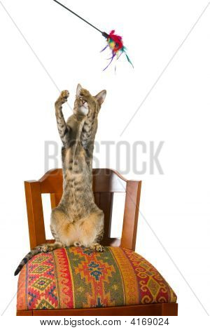 Oriental gato sentado na cadeira