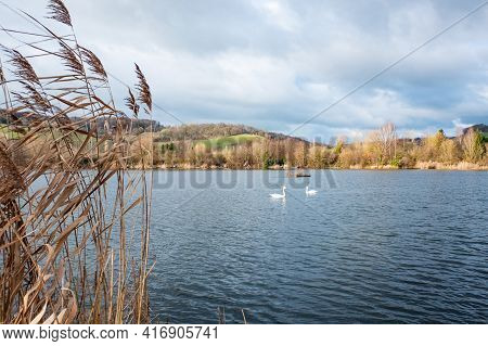 Swans Swimming In The Nature Reserve Haff Reimech